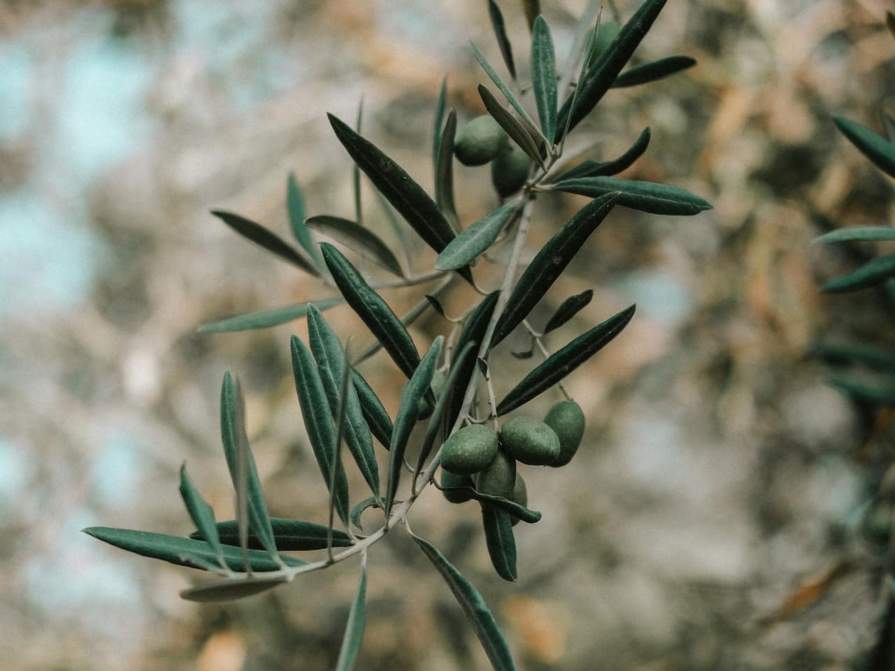 Branca d’olivera amb olives verdes, sobre un fons desenfocat
